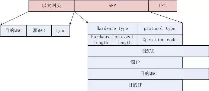 arp